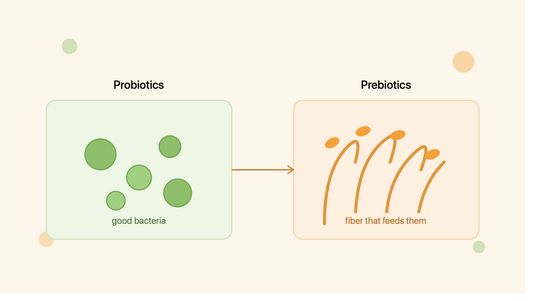 Probiotics vs Prebiotics — Kya Farak Hai? Simple Guide